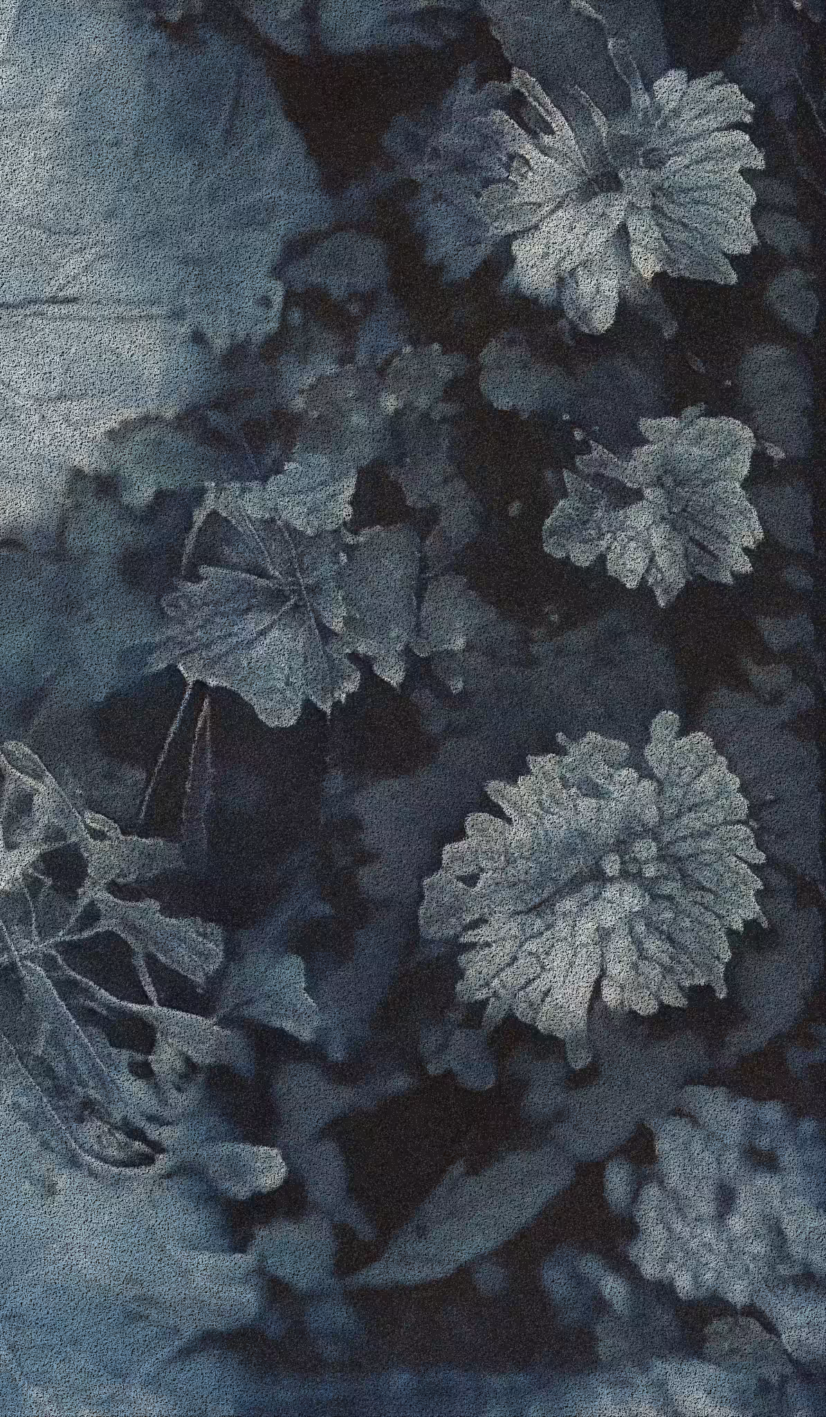 APPARATUS-VITIS: Apparatus Vitis #52