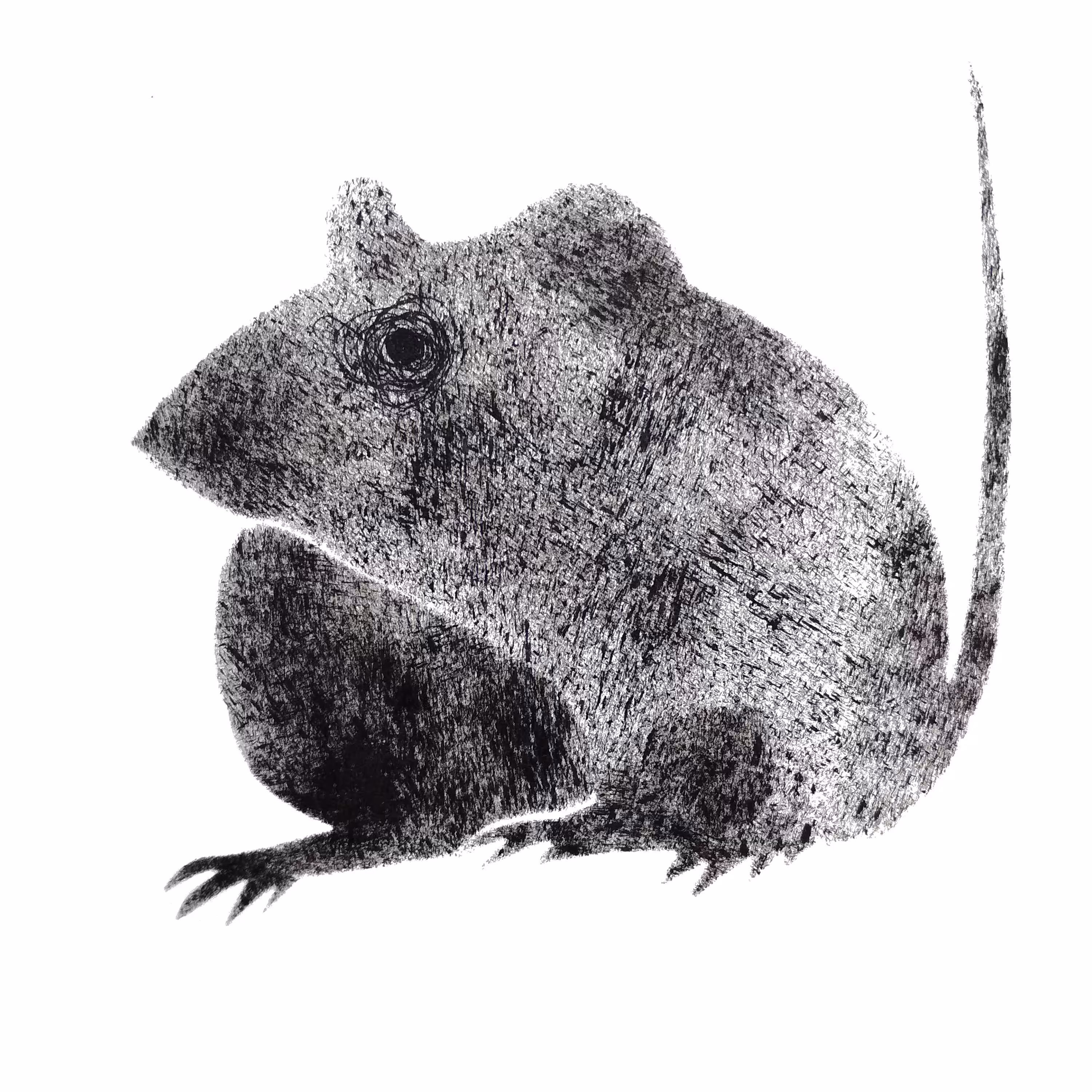 Larisa the Rat