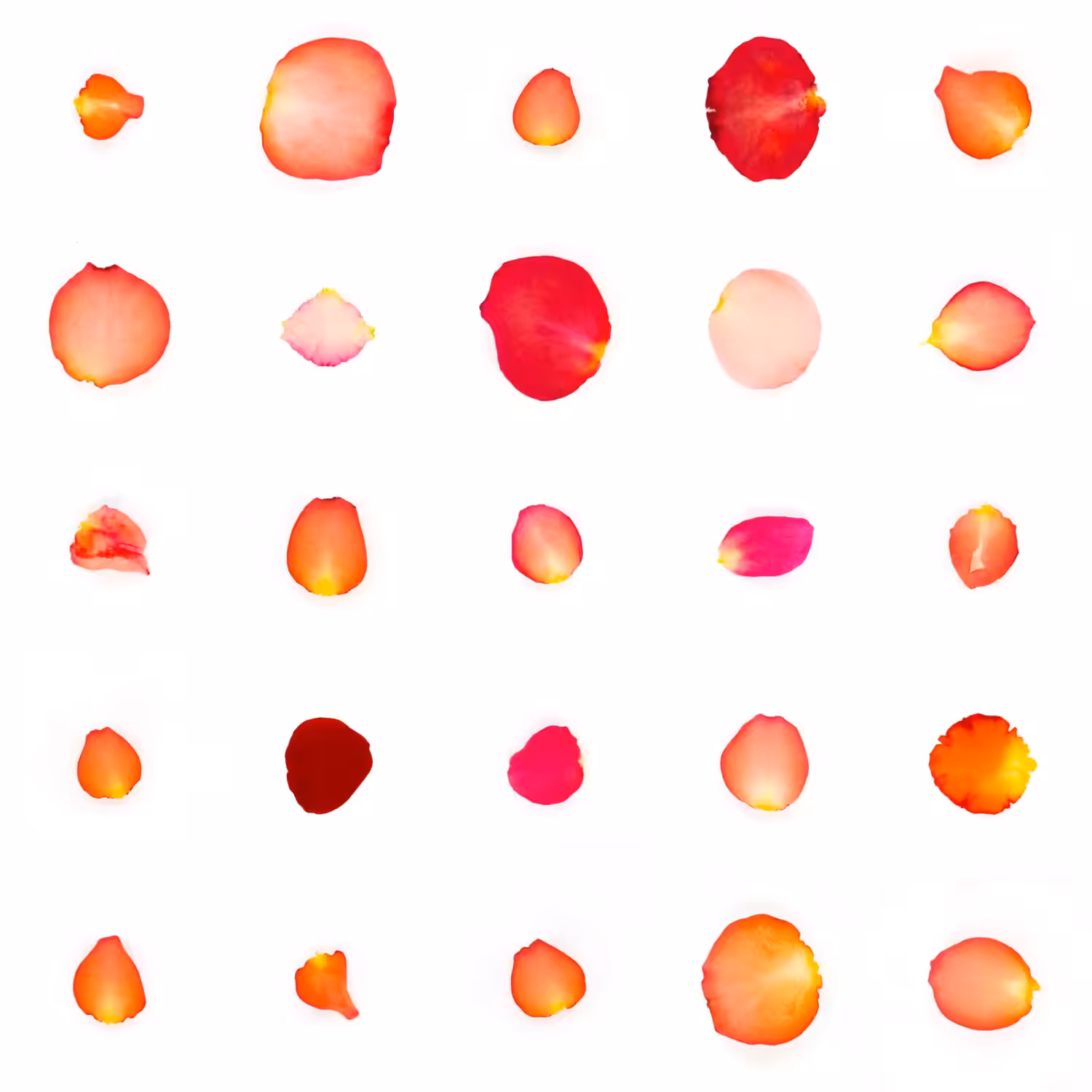 Infinite Petals 5x5#1257