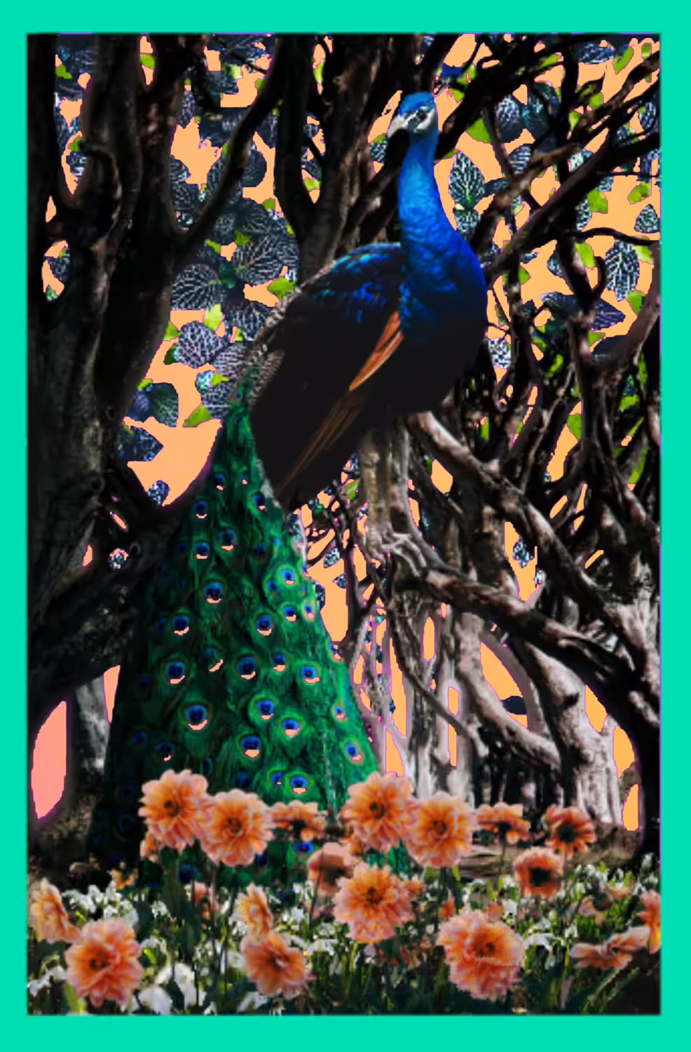 I Saw a Peacock