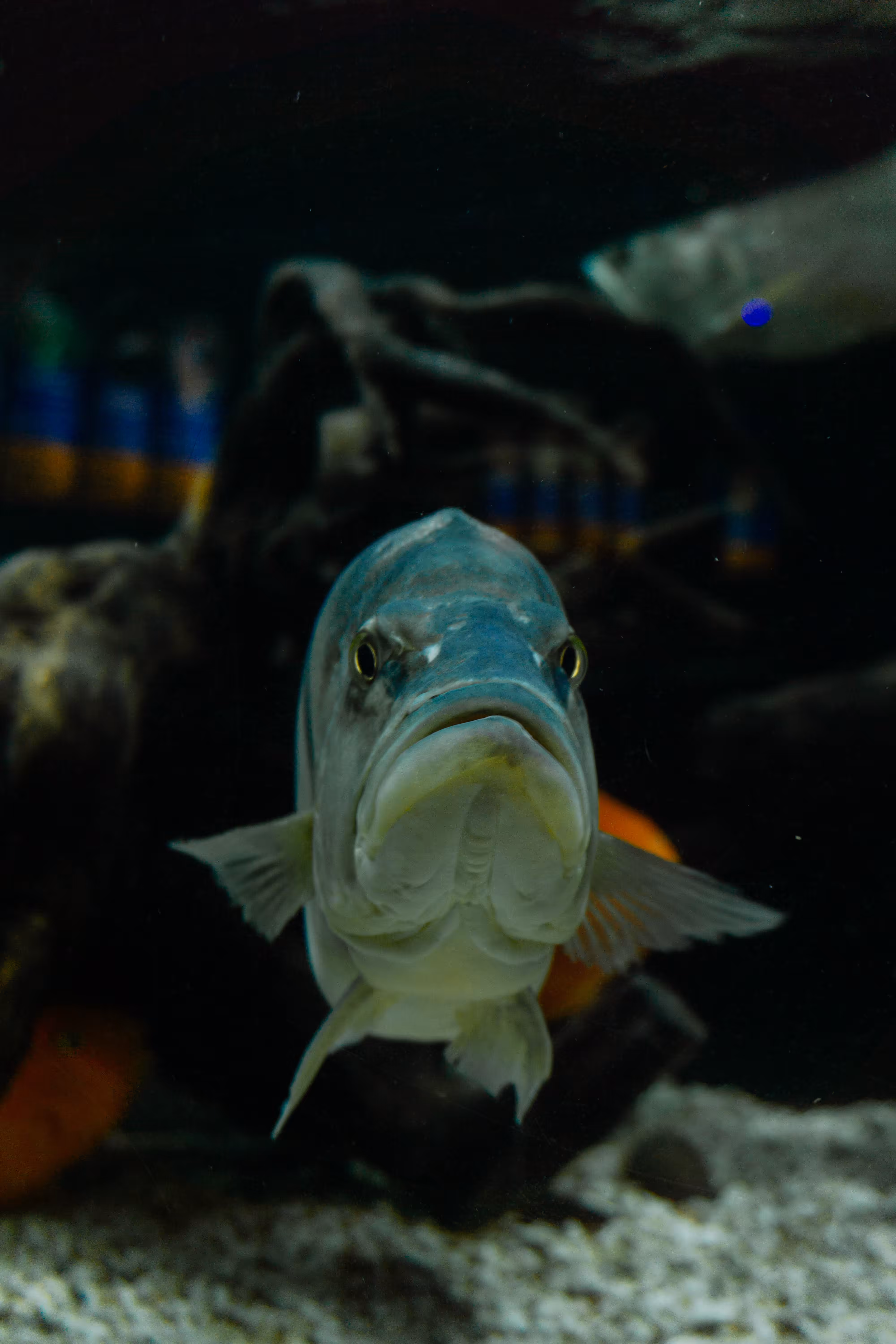 SILLY FISH