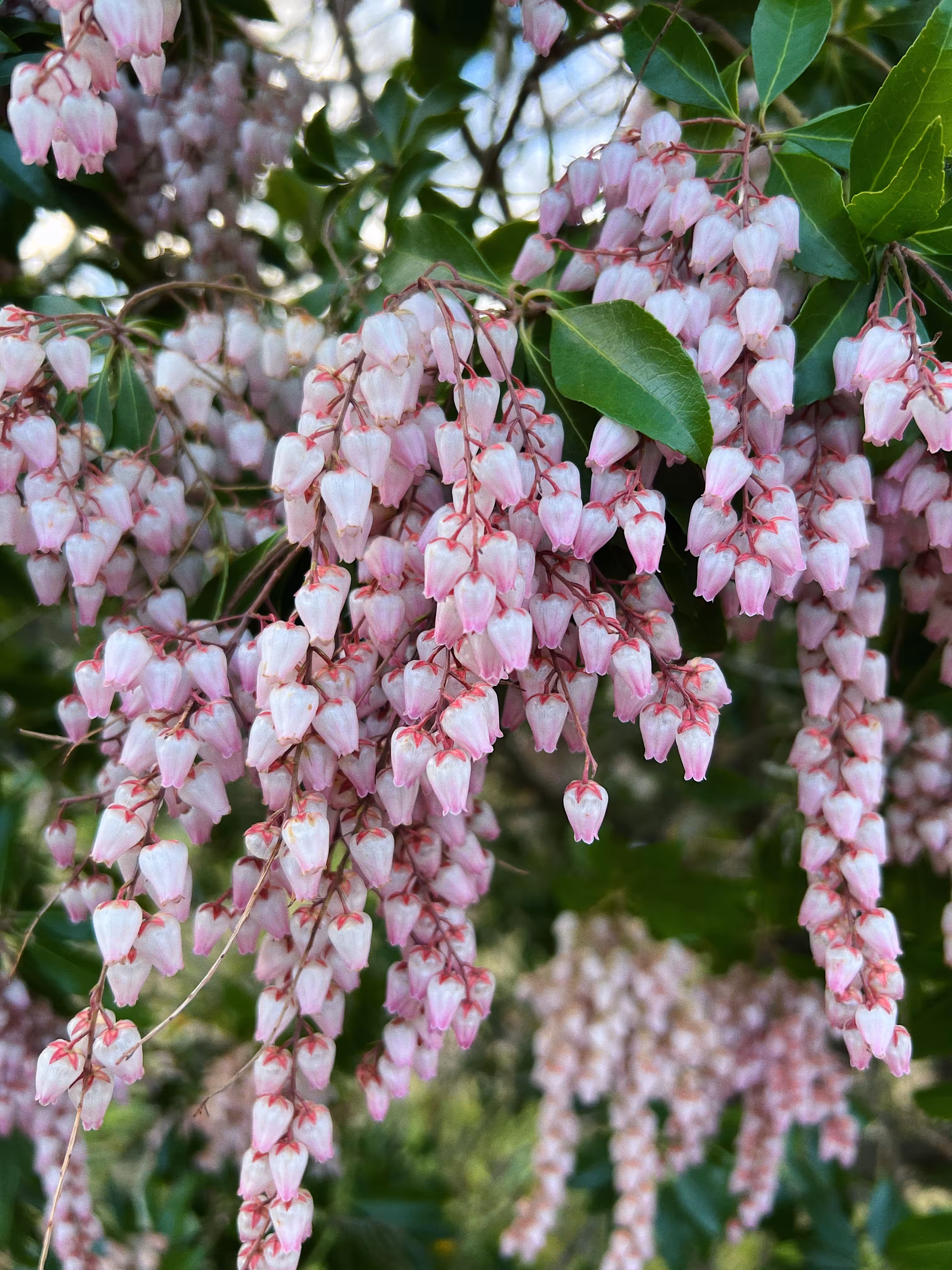 what is this flower called?