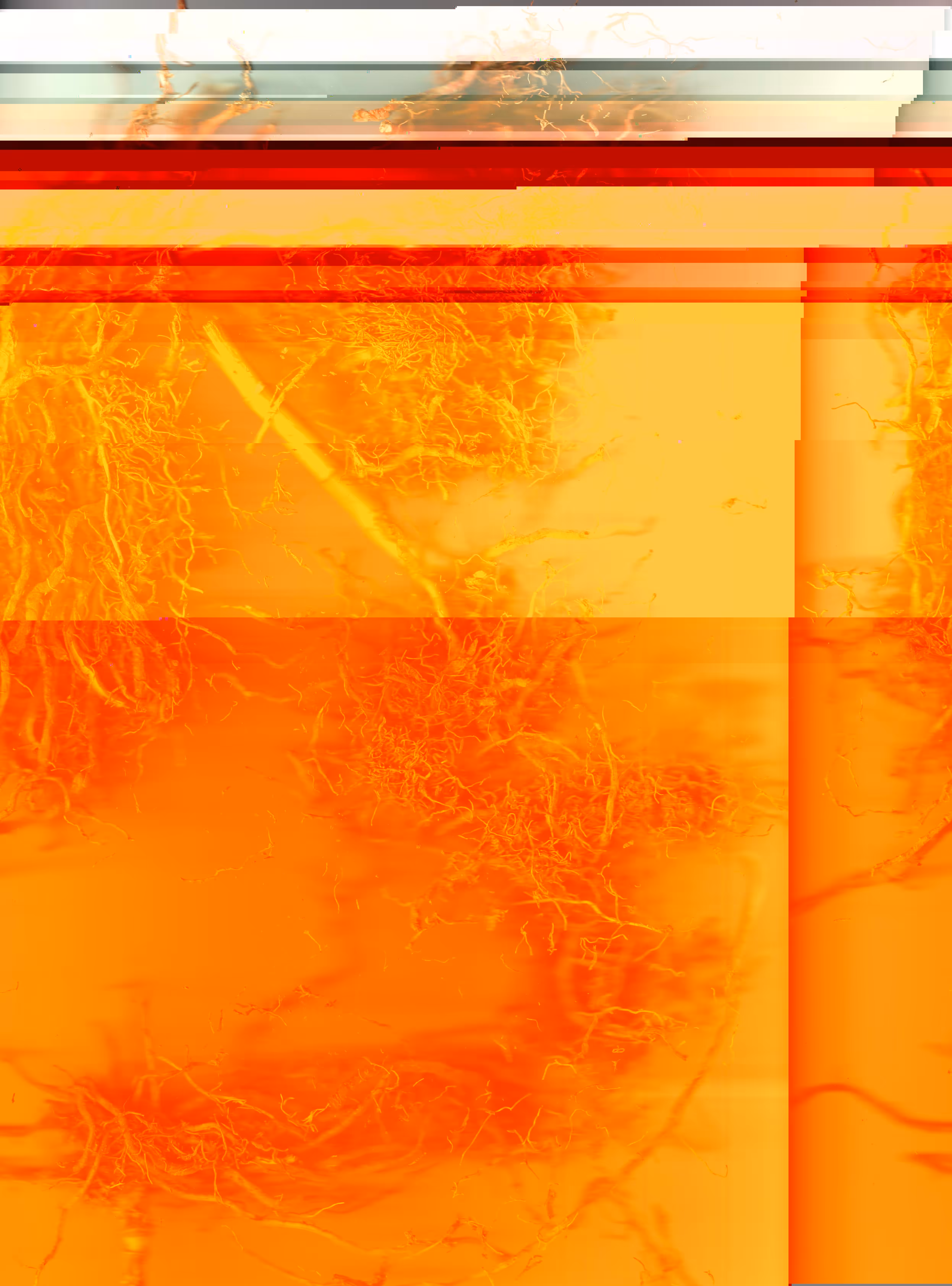 Blorgg Honklorph Malfonxia b[1]