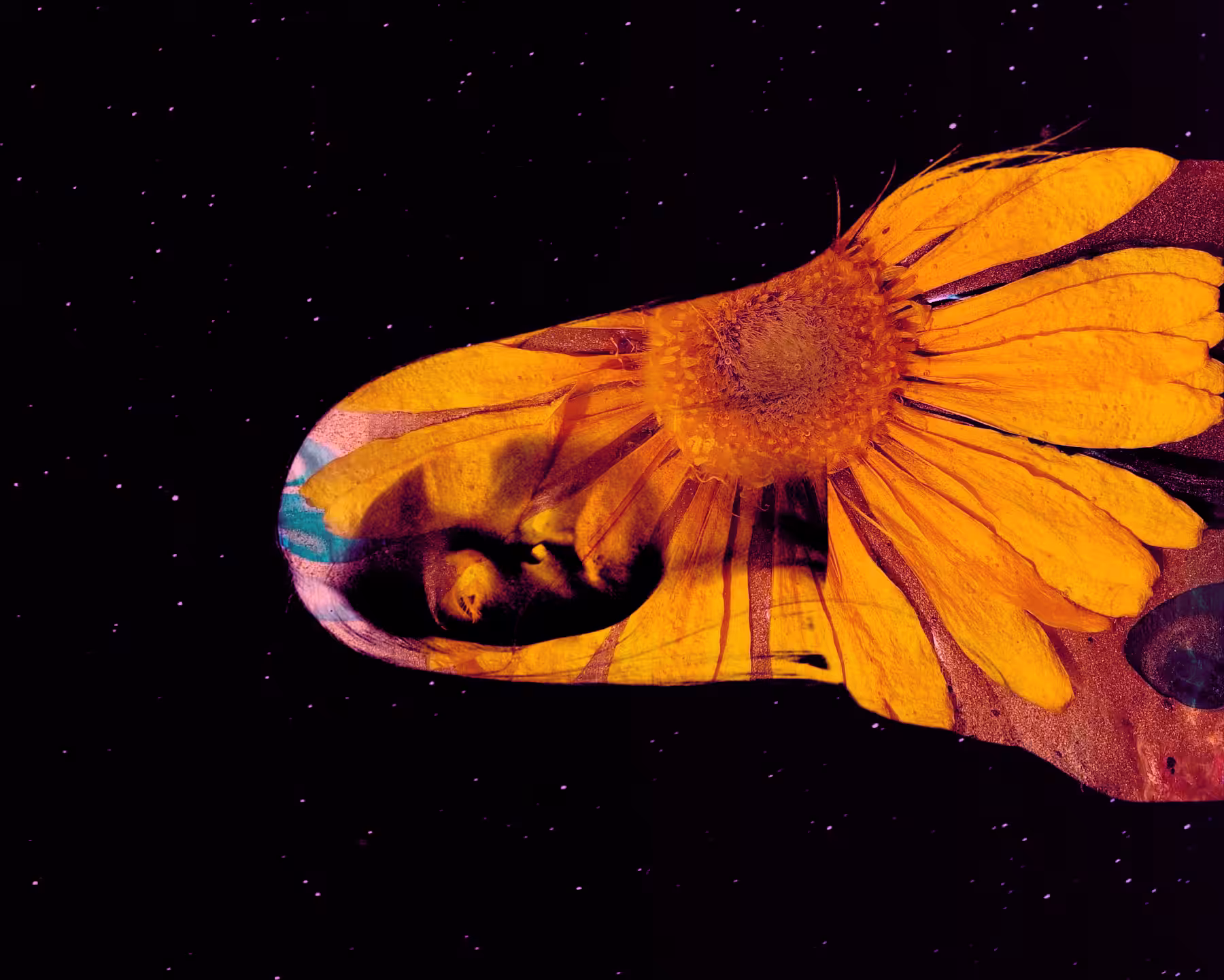 Flower Burn & Pink Stars