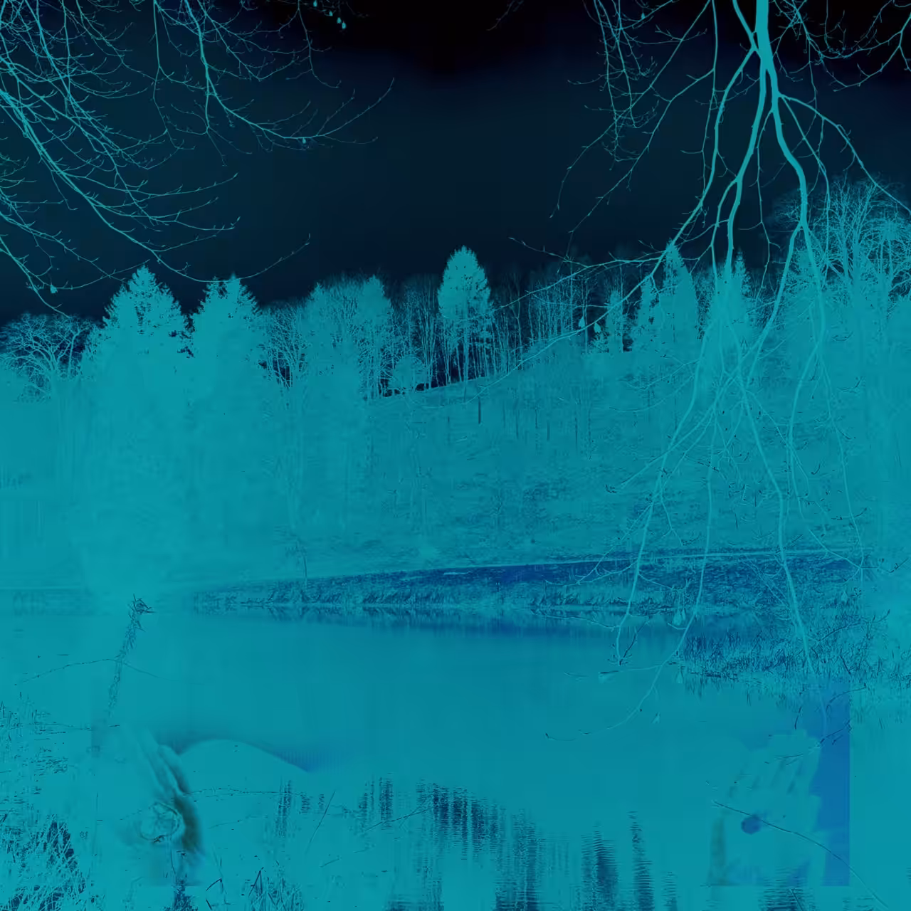 Magic Forest #4