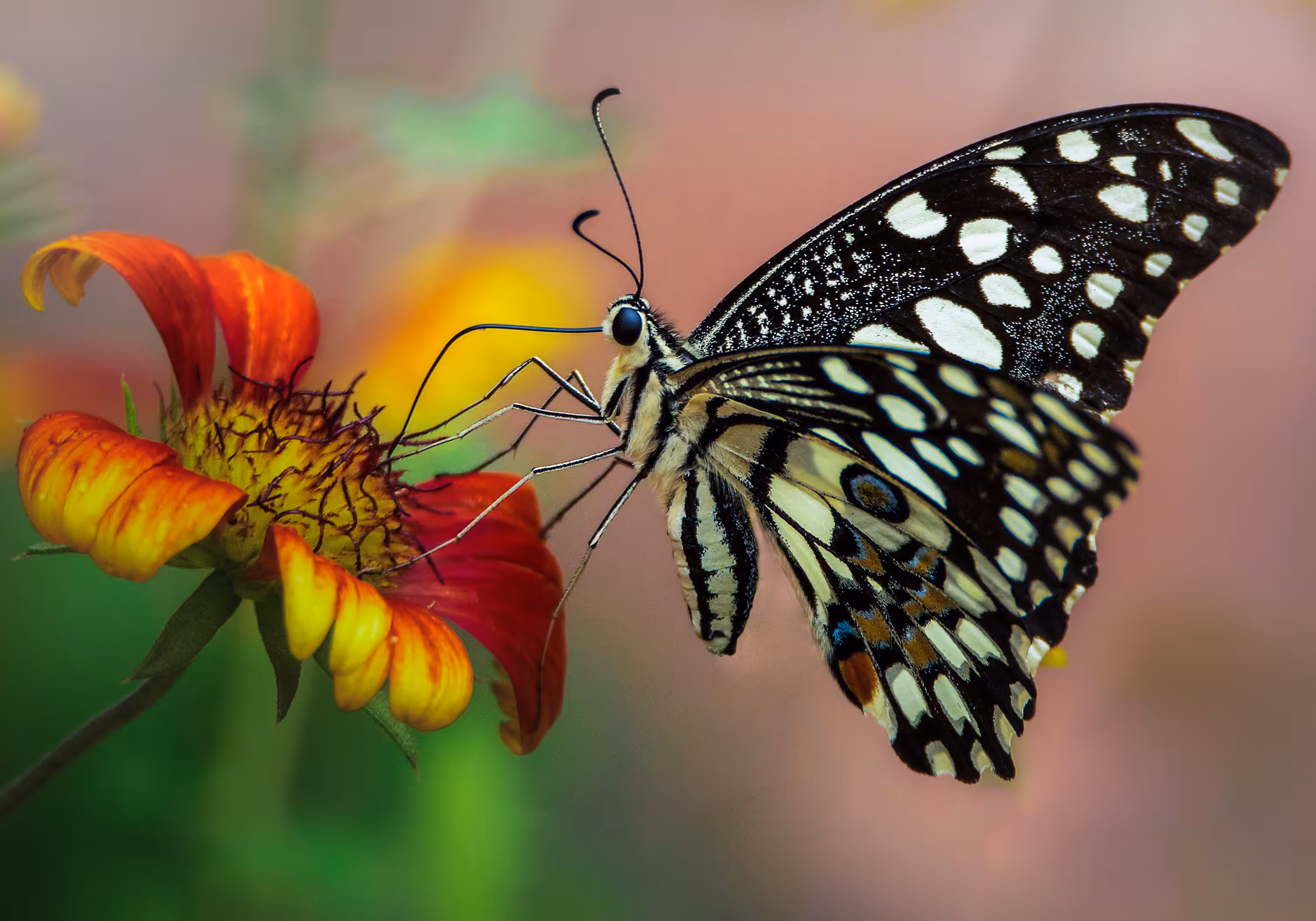 Butterfly - Common Lime 