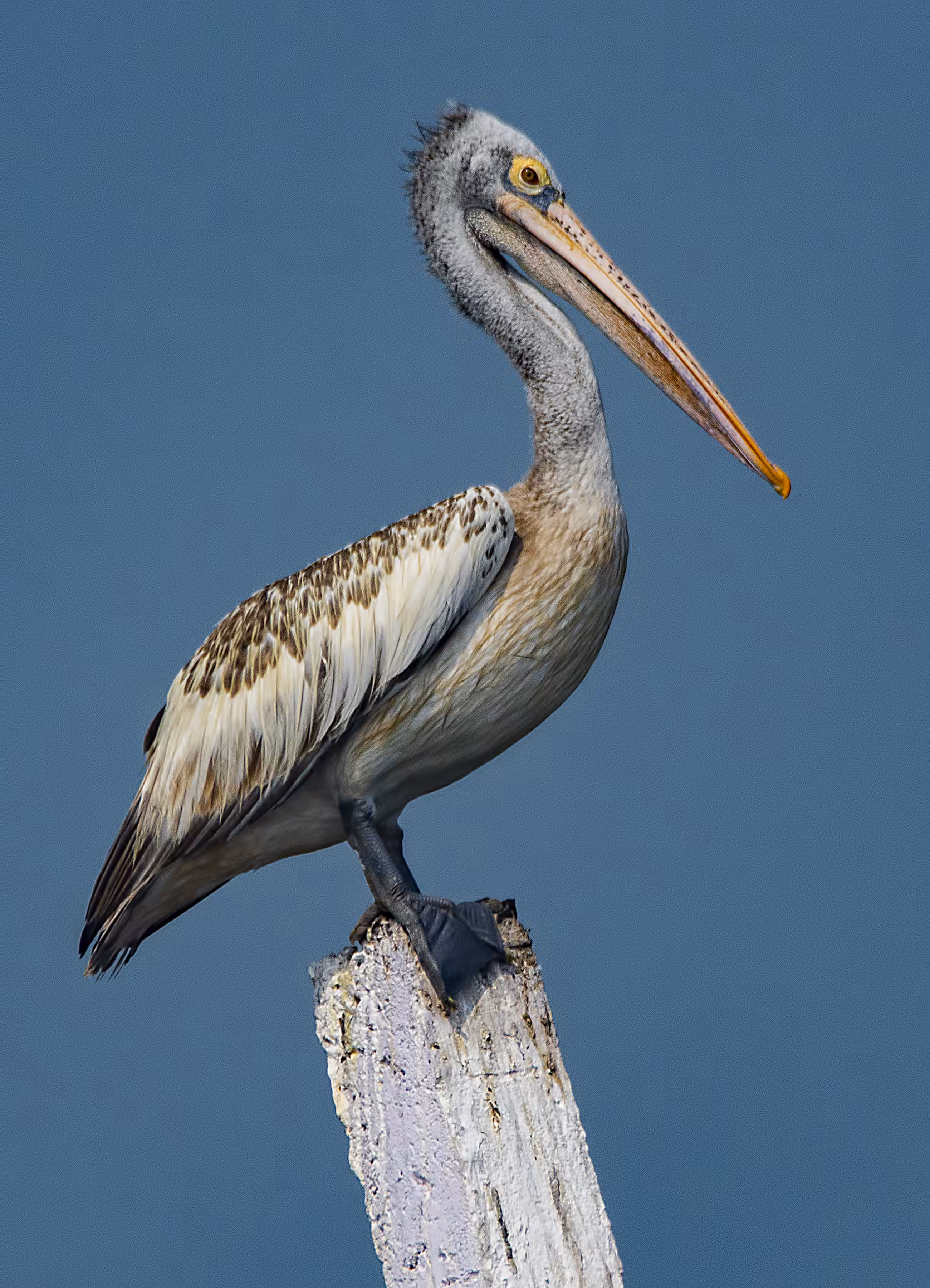 Spot Billed Pelican 