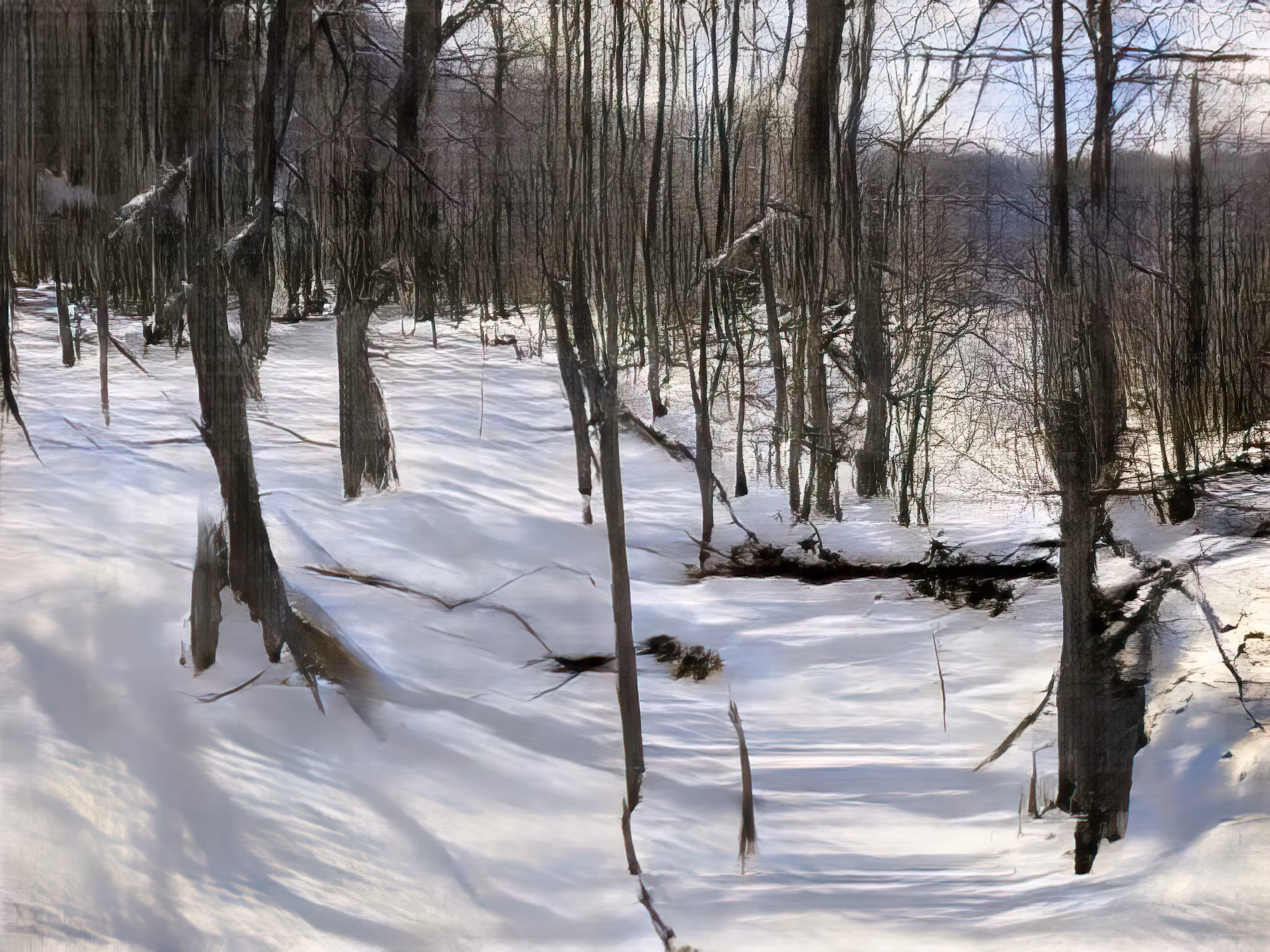 Winter Woods (b59a,2337,13)