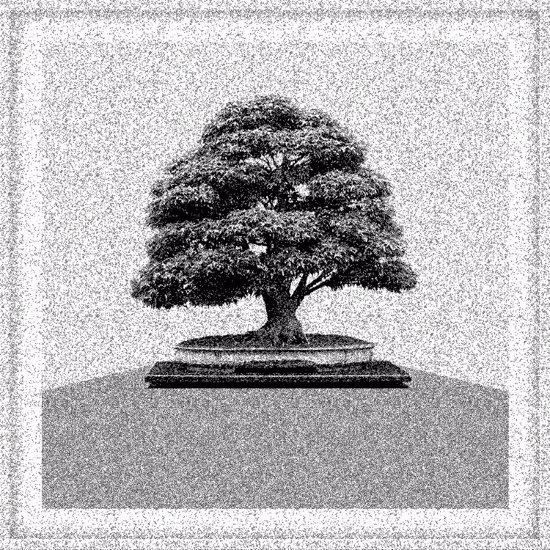 Bonsai Bonanza #605