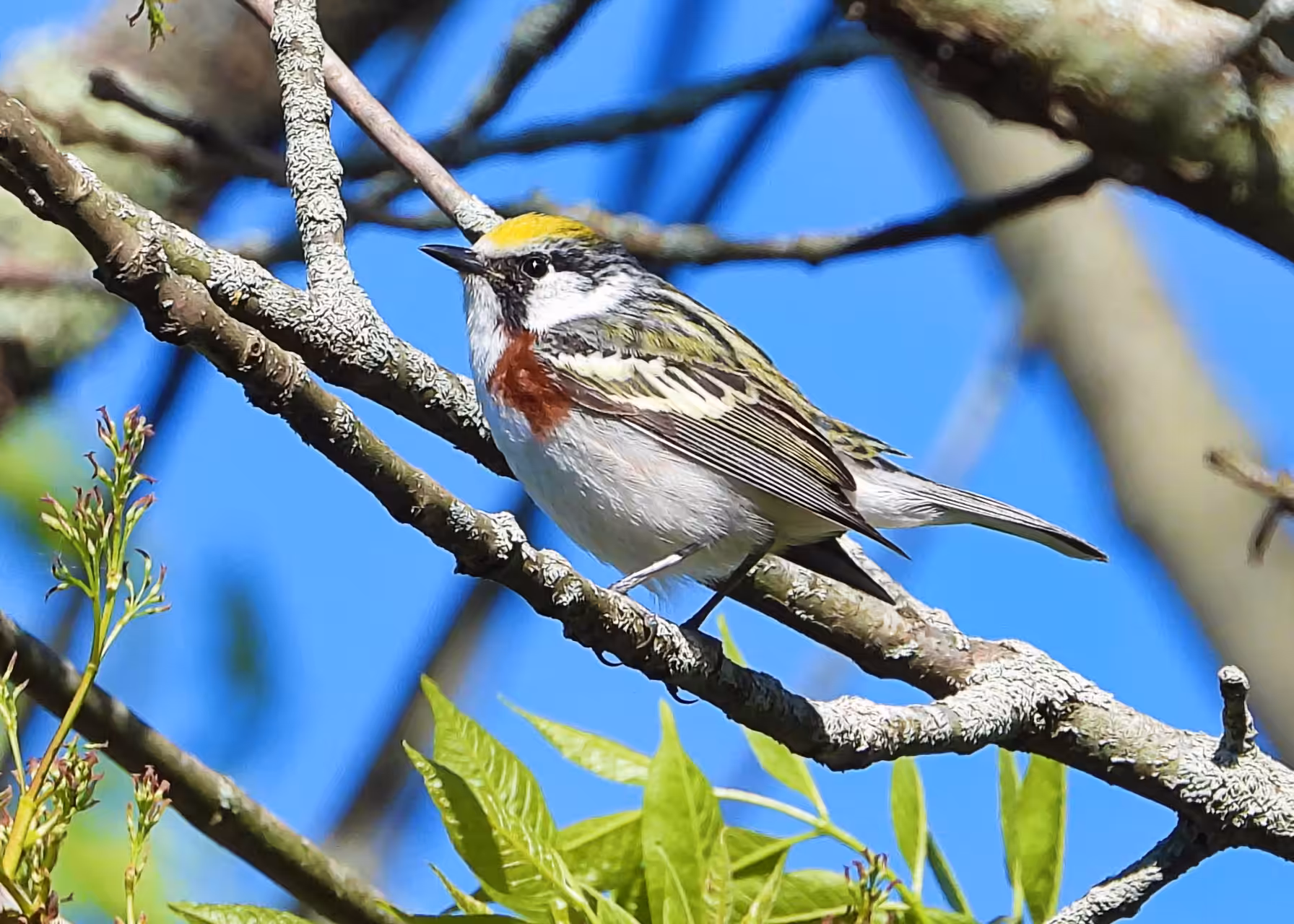 Flocksourced Faithful #10 - Chestnut-sided Warbler
