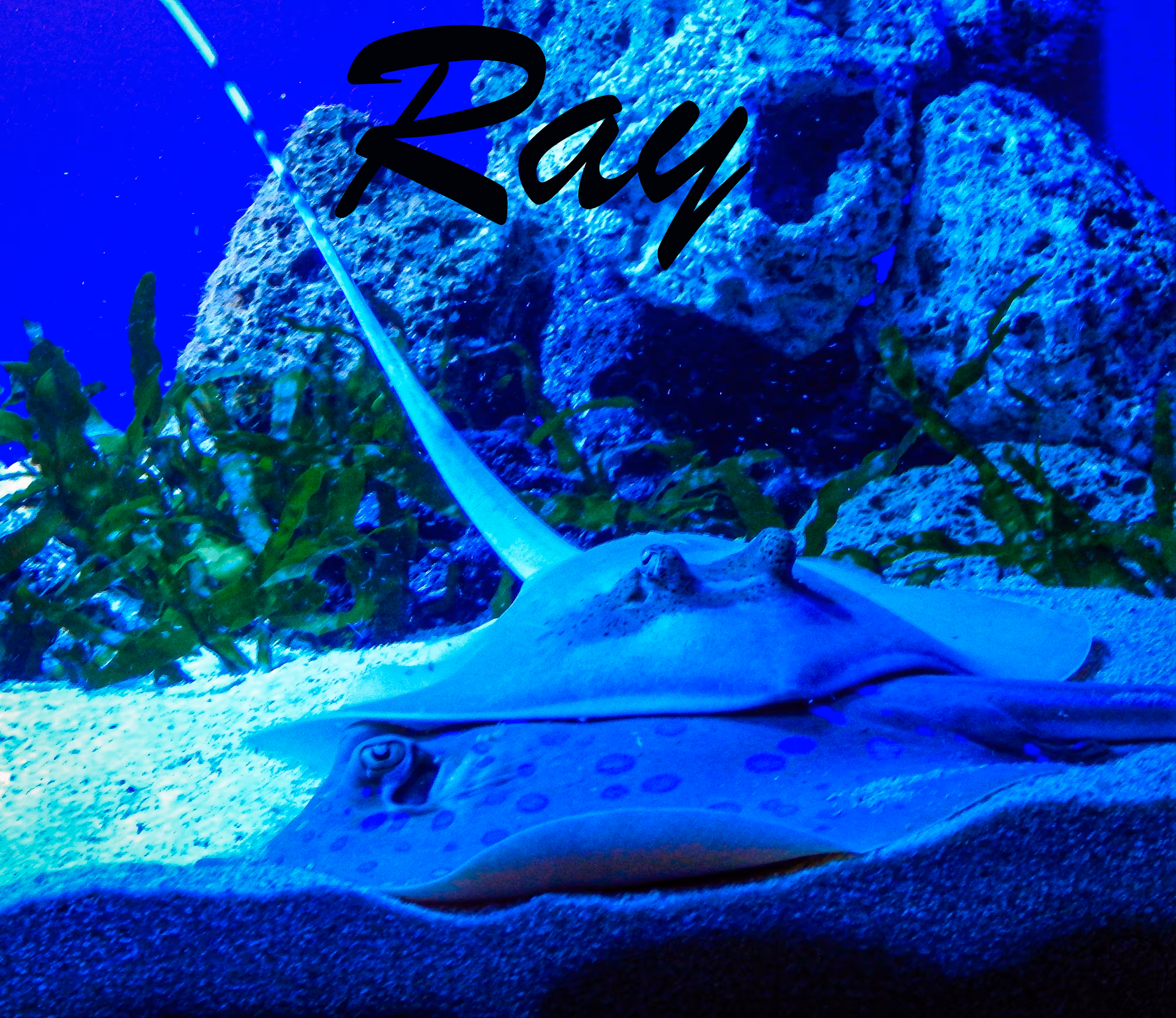 Ray
