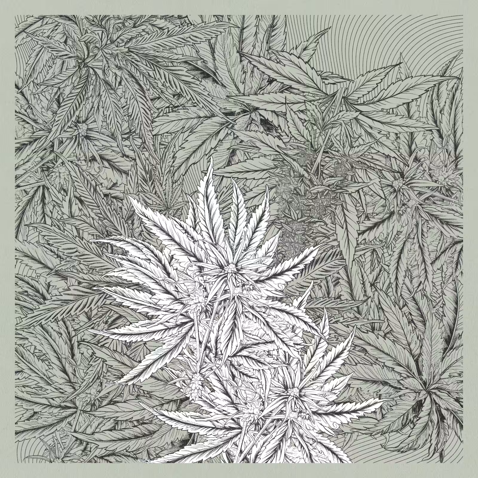 zancannabis #68