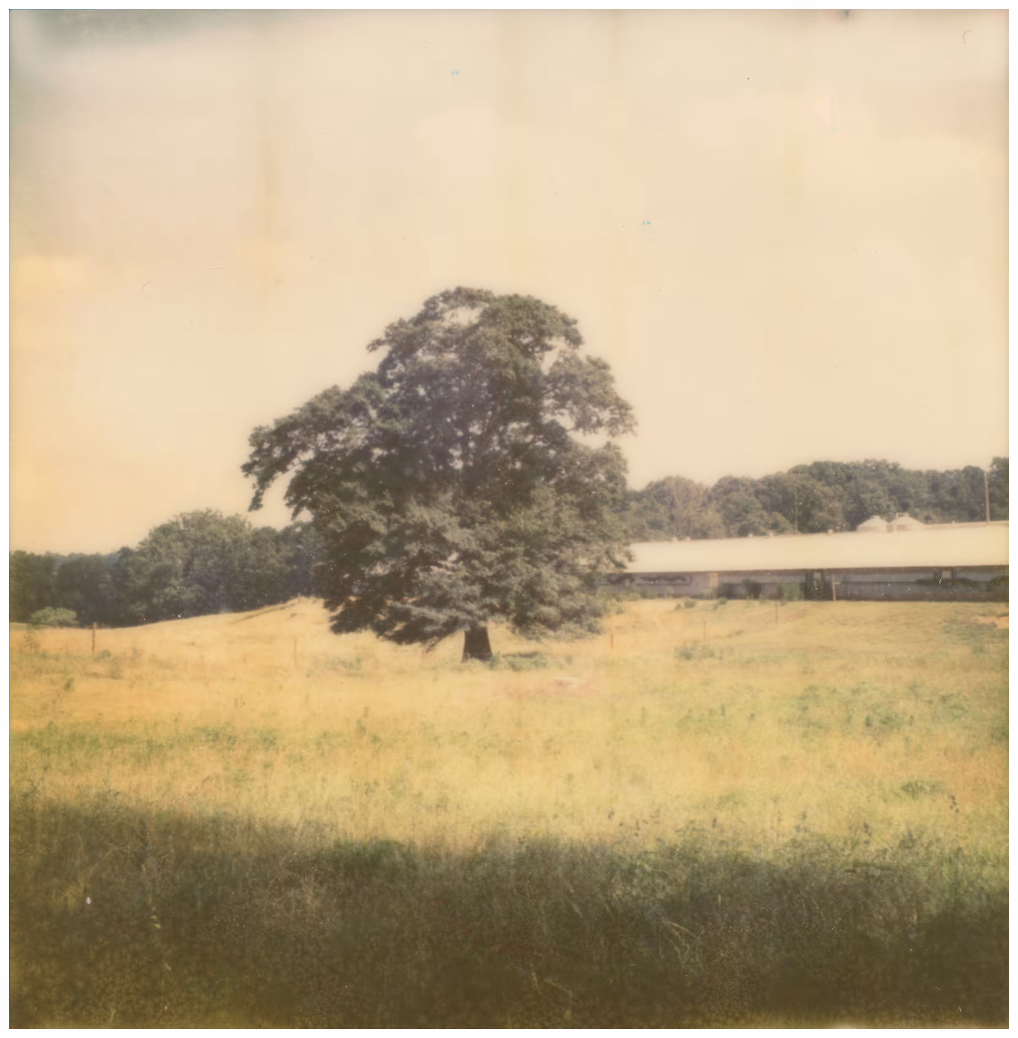 Morning Pasture
