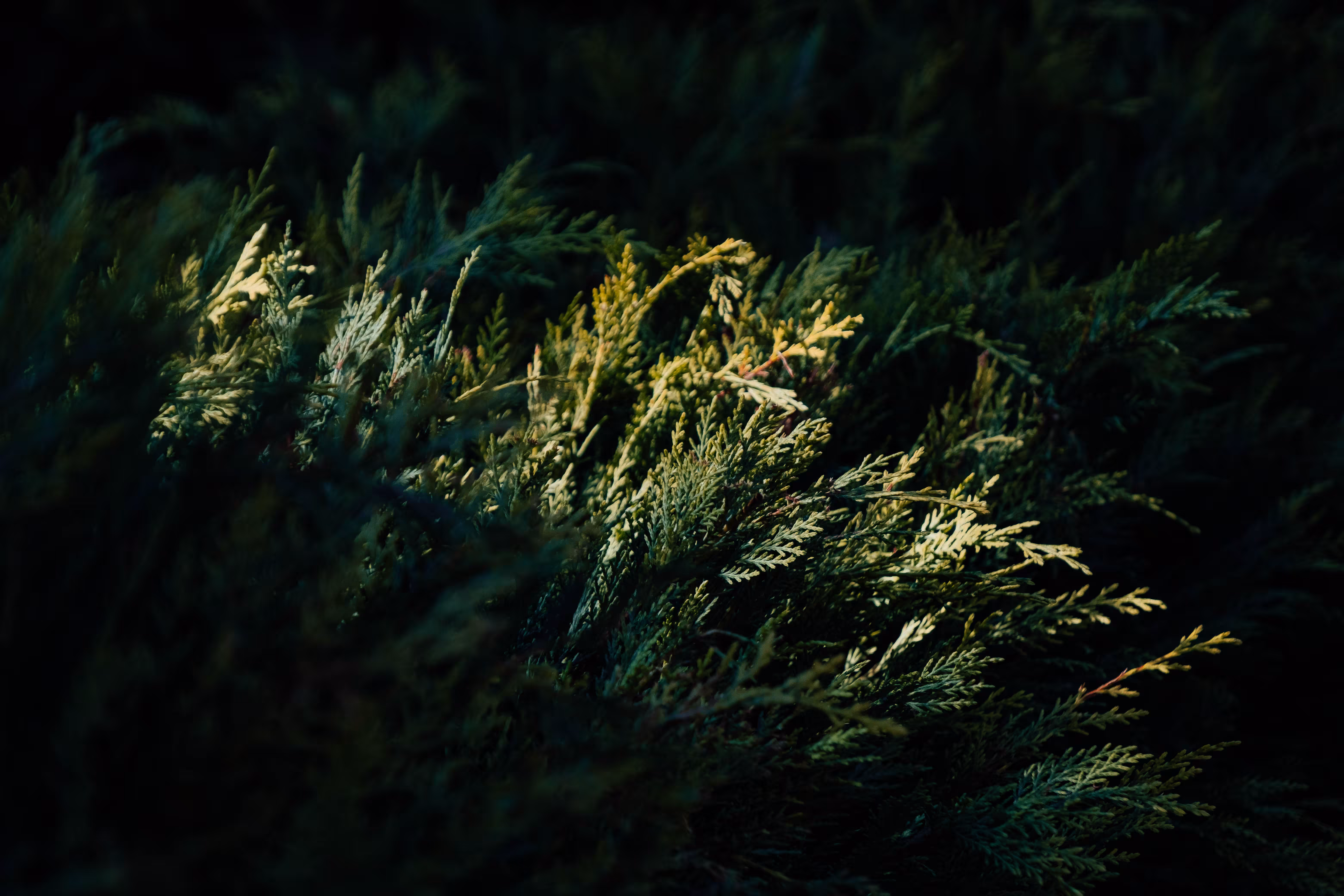Emerald Shadows