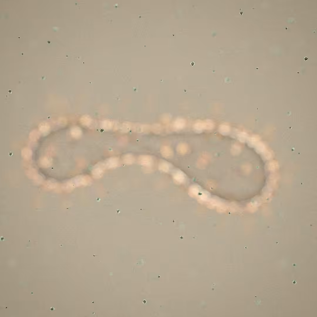 Microbes fighting