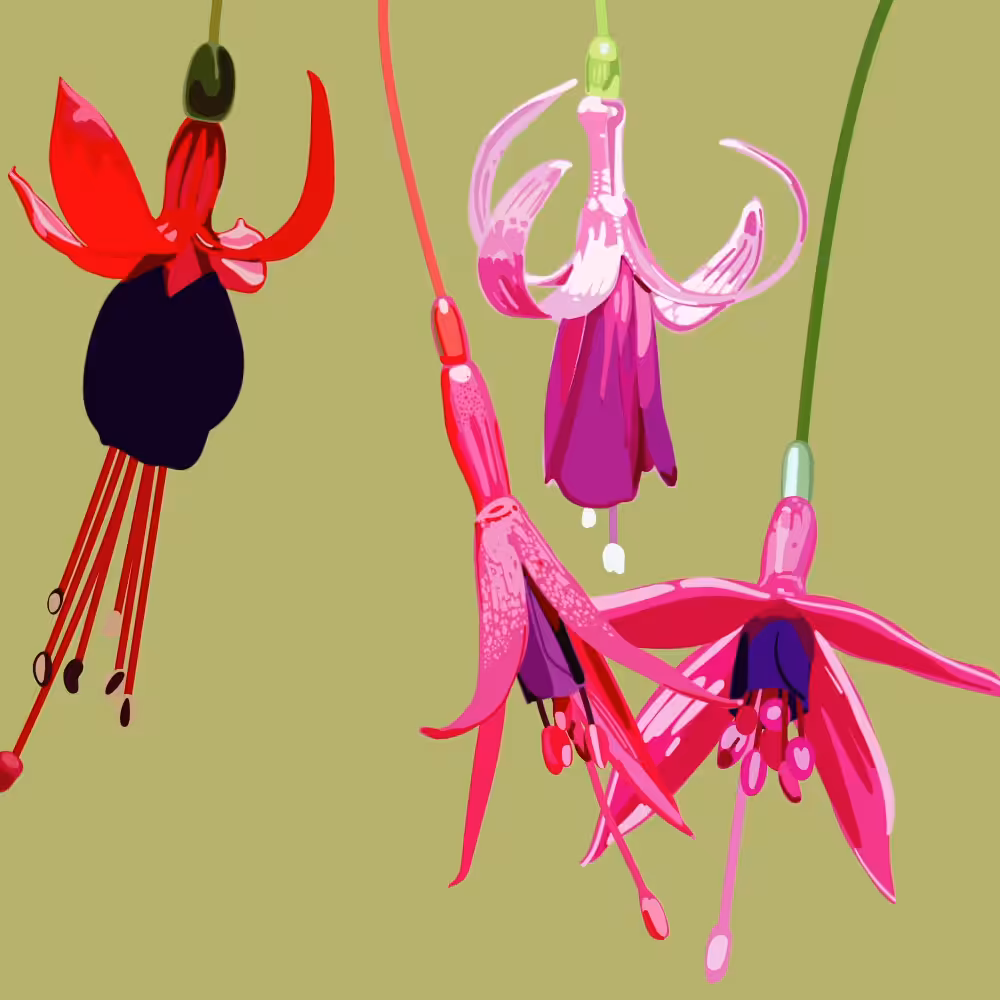 Fuchsia