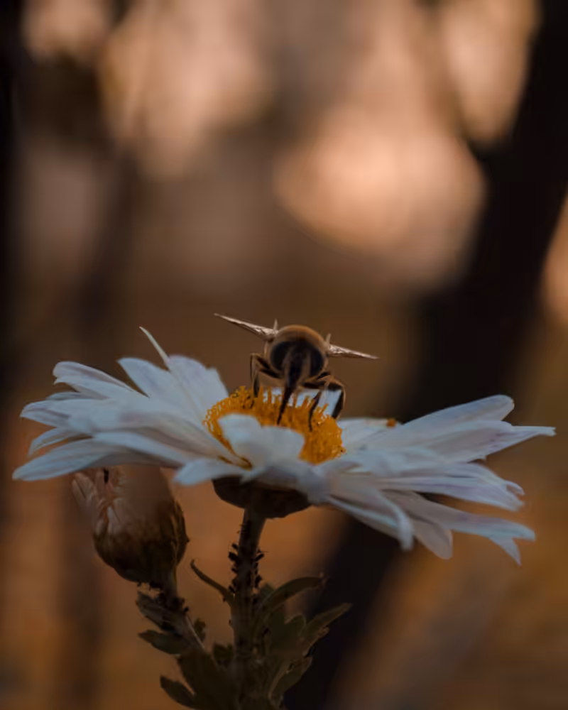 Princess Bee