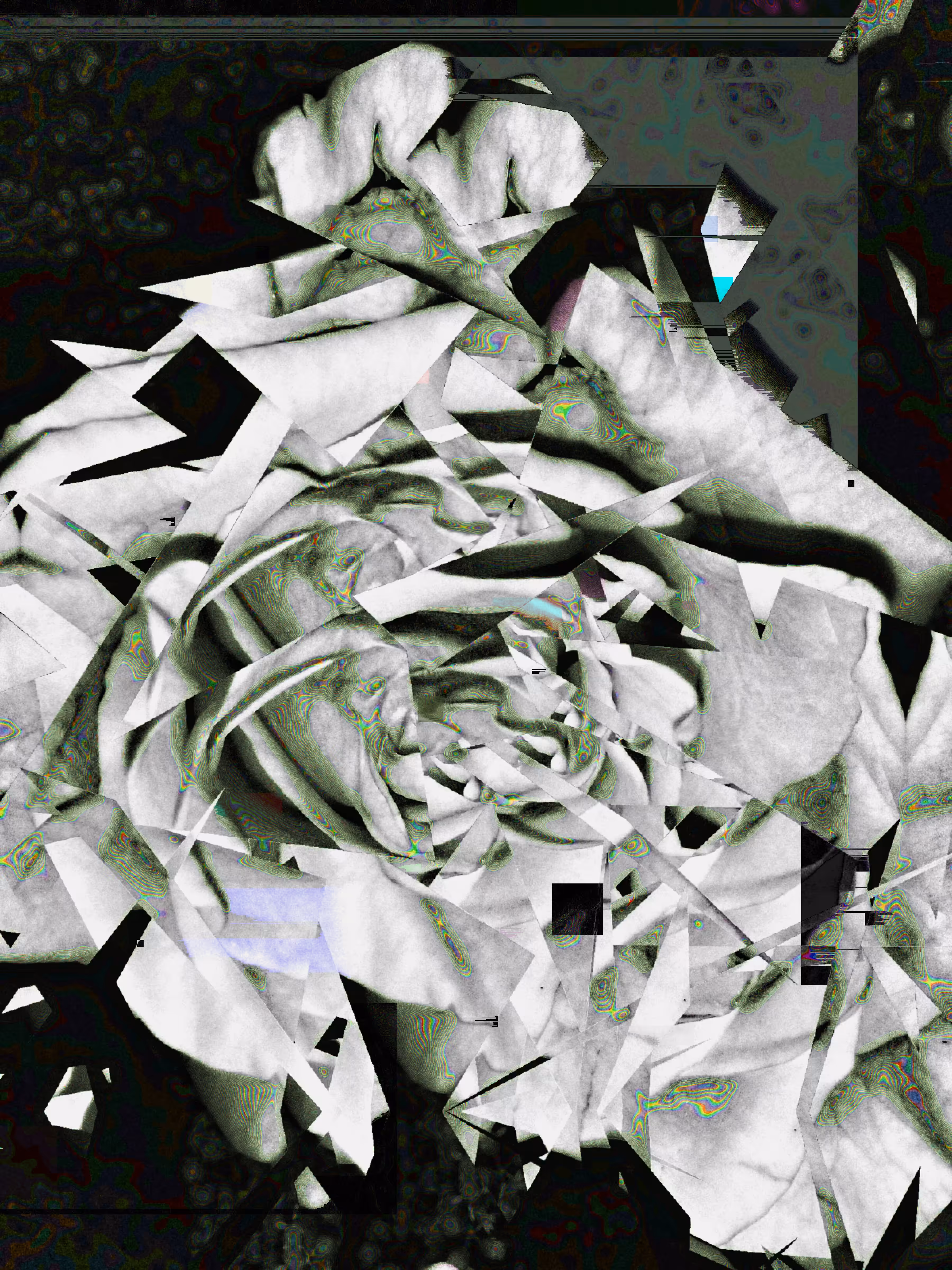 broken rose