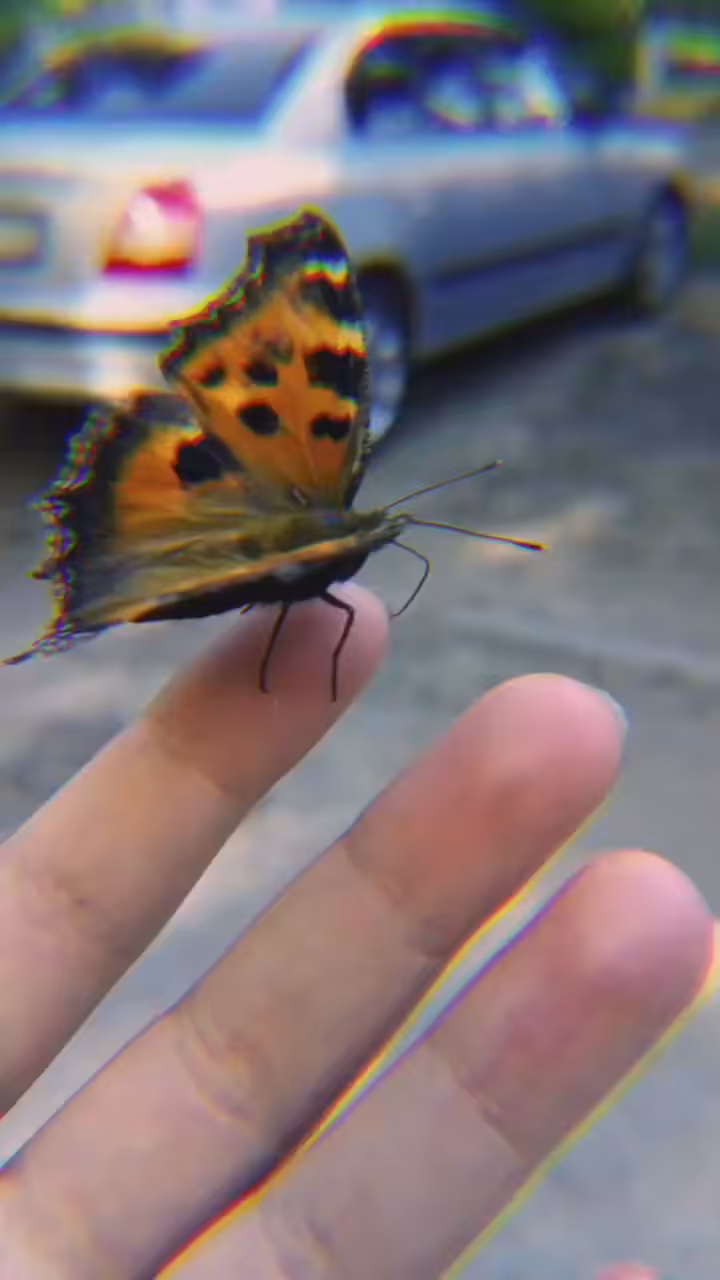 🦋A butterfly of good luck🦋