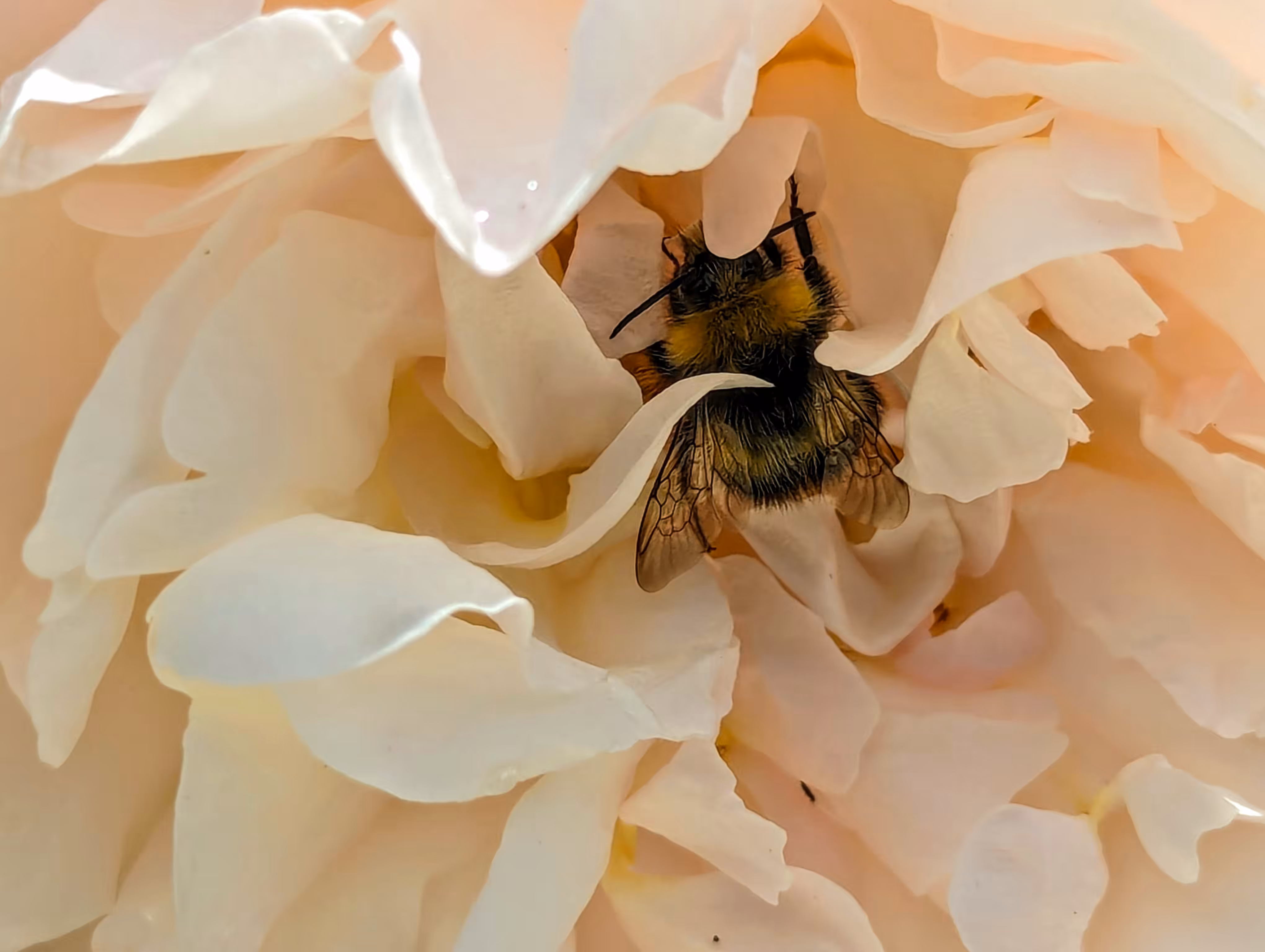 Bee snug