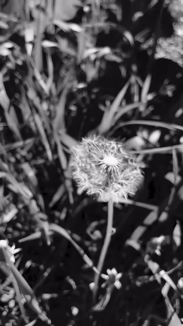 a fragile peace