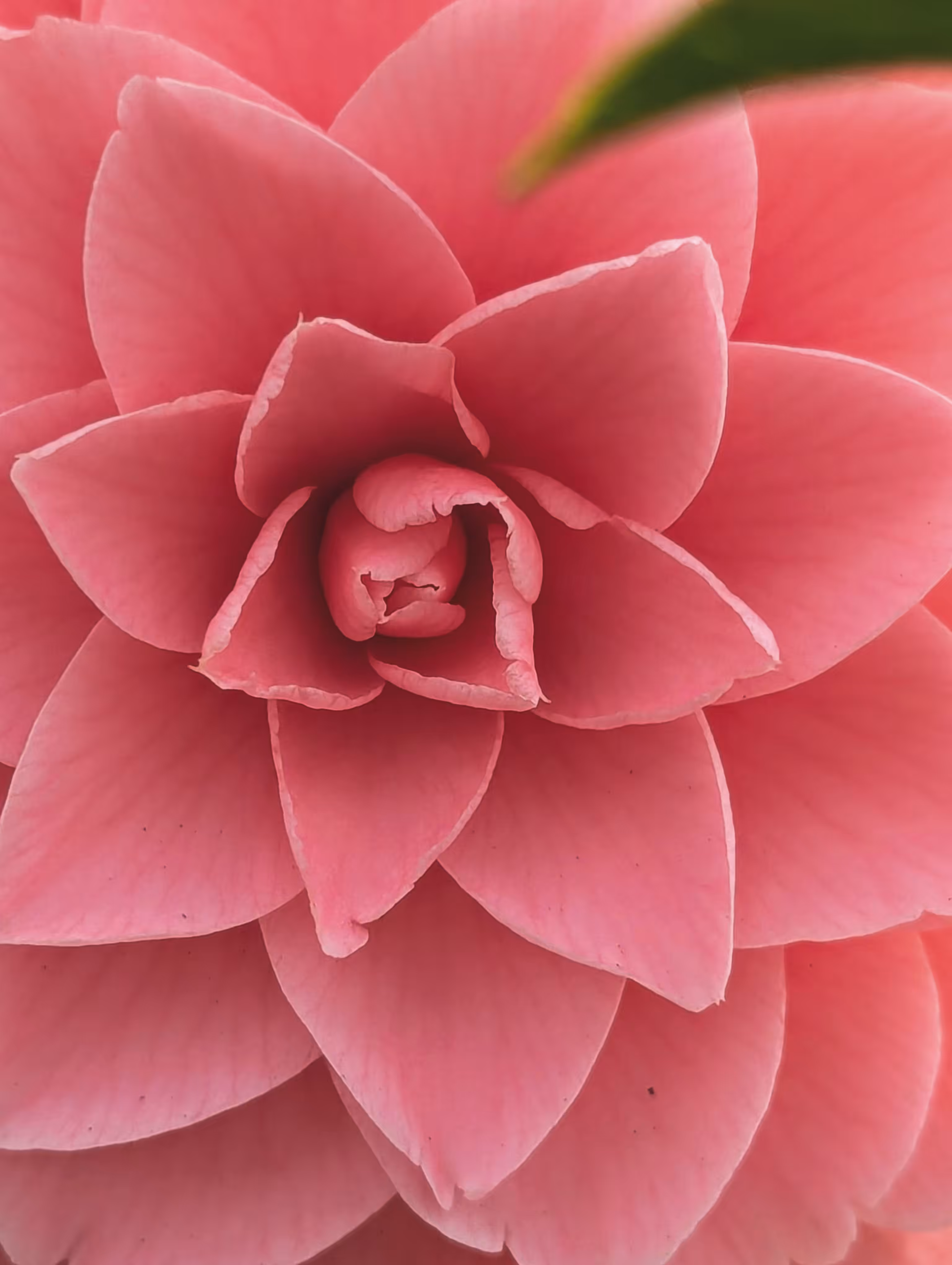 Luke_0x1 Photography : On point pink